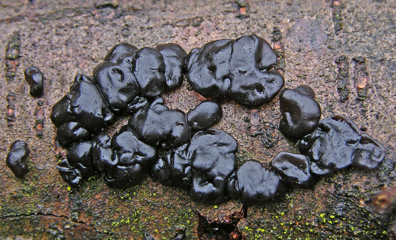 Avete voglia di funghi di oggi....guardate questo post.